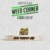 MINI PURPLE CBD — fleur de CBD, Weed Corner