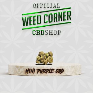 MINI PURPLE CBD